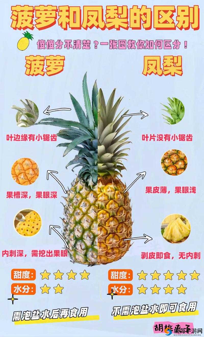 大菠萝官网福建2022最新动态：全面解析福建地区特色活动与优惠信息