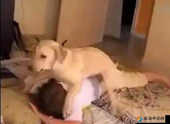 丰满女人藏獒伦交：揭秘人与动物之间的复杂关系及其社会影响探讨