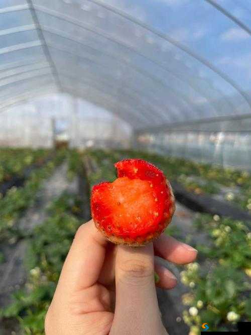 为什么孕妇不能看草莓视频在线观看 c？这是真的吗？