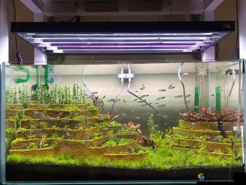 女生开缸究竟是什么样子？深度解析女生开缸的全过程与细节