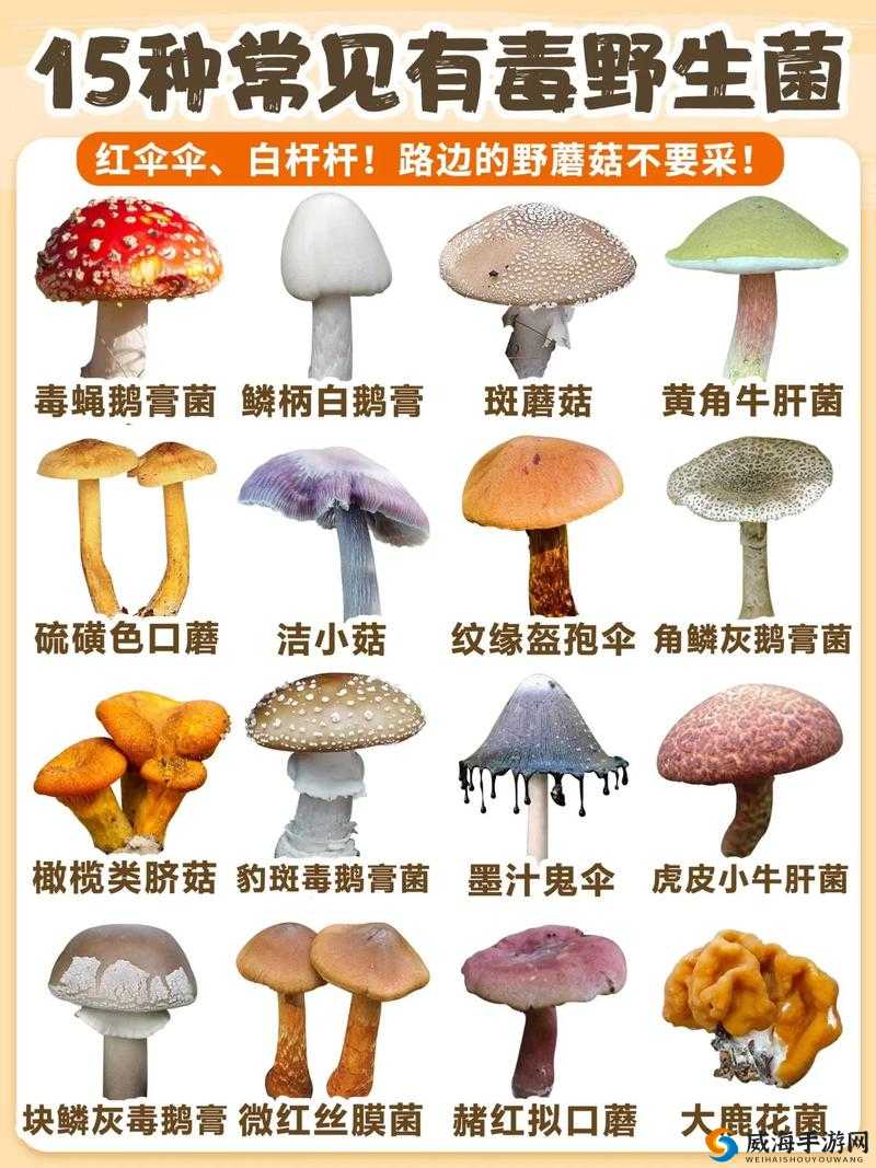 蘑菇视频风险版到底有何风险？全面解析蘑菇视频风险版相关问题及注意事项
