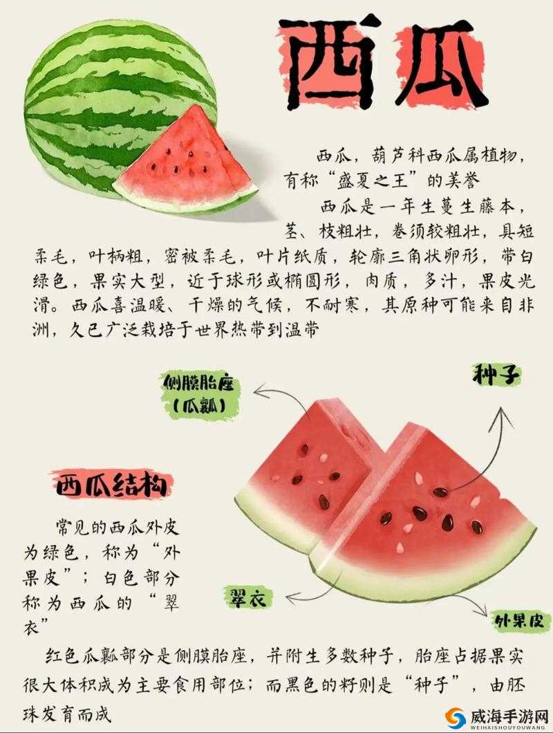 120 秒西瓜究竟有何独特之处？带你了解关于 120 秒西瓜的那些事儿