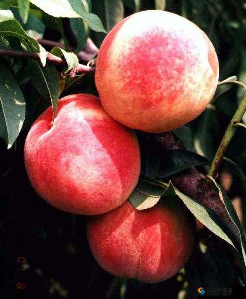 亚洲精品久久久蜜桃：探索其独特魅力与口感，为何成为当下最受欢迎的蜜桃品种？