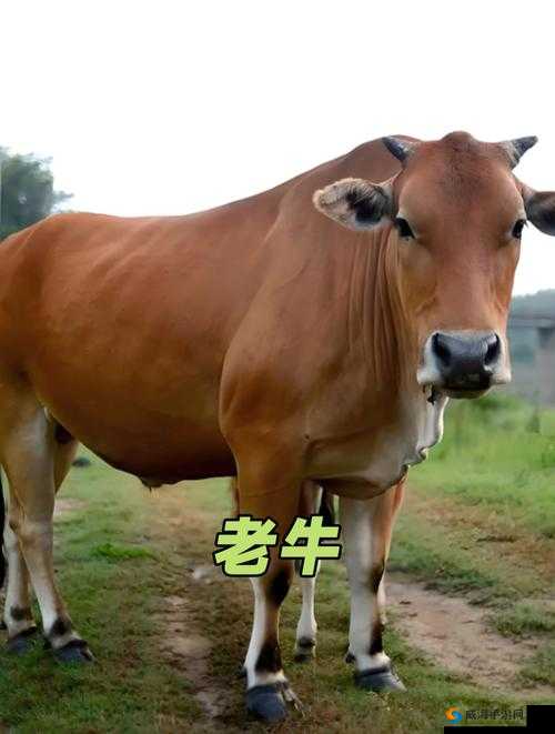 请问老牛视频究竟有何独特魅力？带你深入探究老牛视频背后的精彩世界