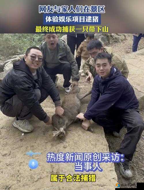 猪来了怎么抓猪？抓猪方法介绍