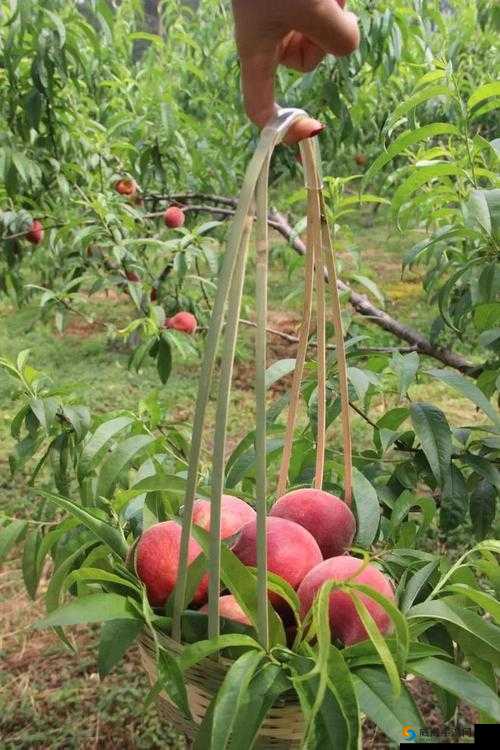 国精产品水蜜桃视频：揭秘优质水蜜桃的种植与采摘全过程，带你了解水果背后的故事