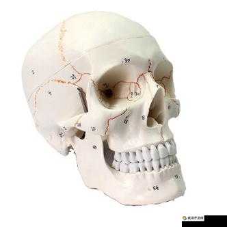 探索人体奥秘：头颅骨模型揭示的秘密