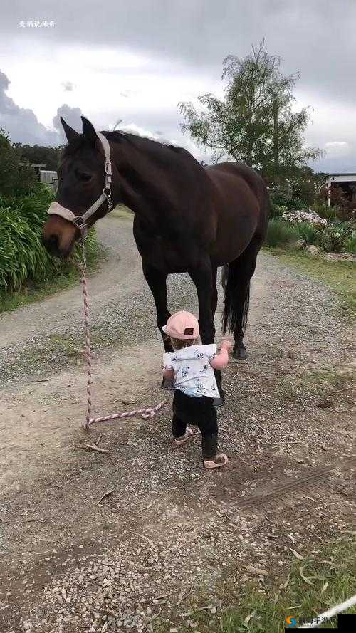 小马拉小车孩儿欧美是什么意思？为何它能引发广泛关注？一起来探讨