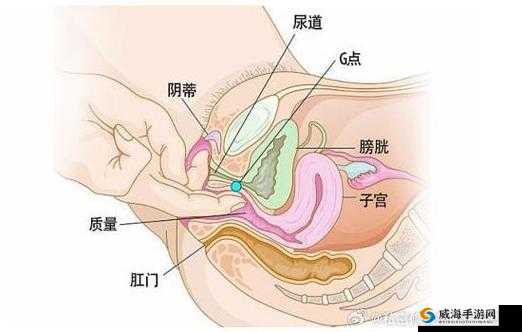 探索女性健康：深入了解添女人荫蒂视频中的生理结构与保健知识