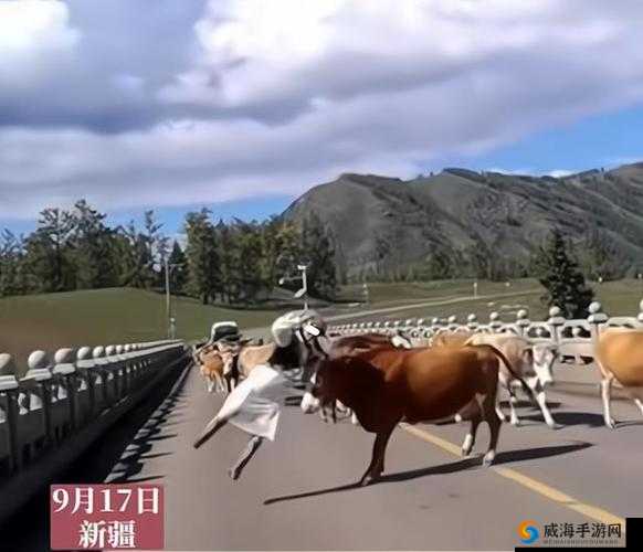 女人与公牛之间的奇妙经历：探索未知的快感世界