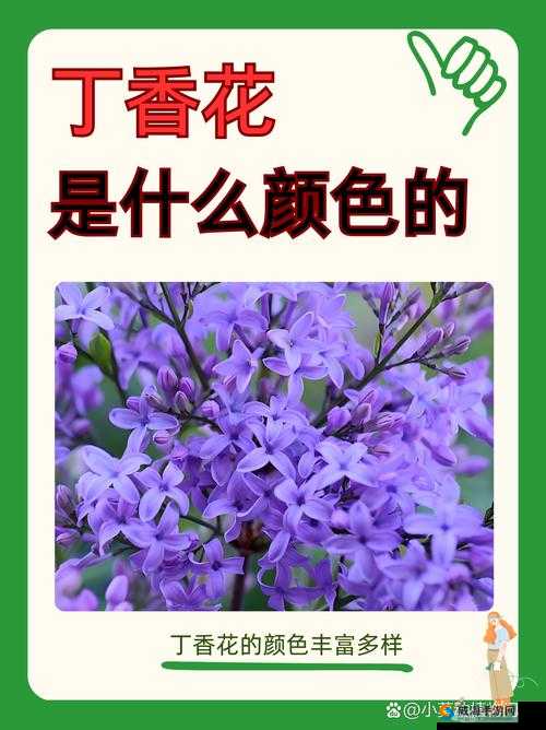 色五丁香究竟是什么？它有怎样独特的魅力和价值？快来一探究竟