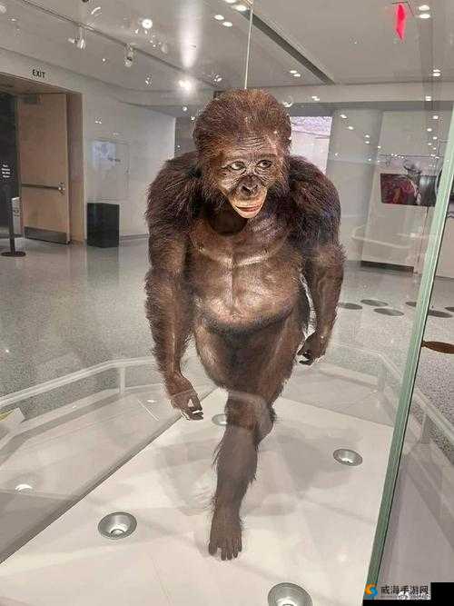 她是谁？全球仅 4 具的古人类化石标本露西为何如此珍贵？