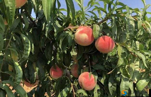 久久久久久蜜桃究竟有何特别之处？其独特魅力等你来探索