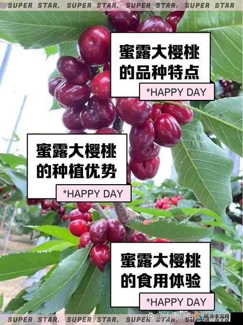 如何评价大樱桃网站上的吃胸和喝奶内容？