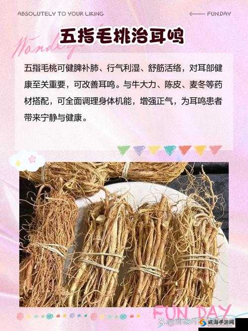 五指毛桃真的有补肾作用吗？带你深入了解五指毛桃的补肾功效真相