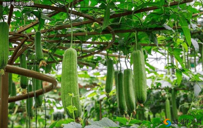 如何看待丝瓜视频 18 免费观看引发的争议？