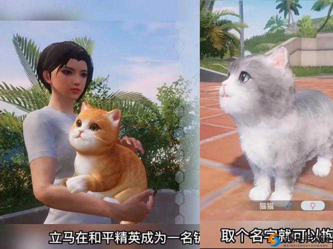 和平精英家园模式如何高效养猫？新手必看的猫咪互动技巧与喂养全攻略来啦