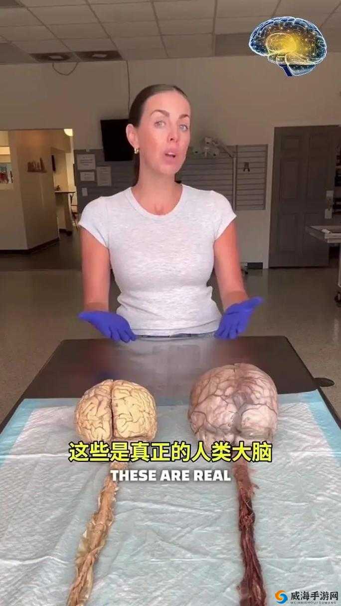 四叶草私人研究所研究发现：揭开人类大脑的神秘面纱